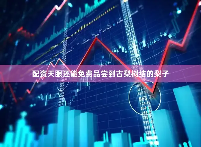 配资天眼还能免费品尝到古梨树结的梨子